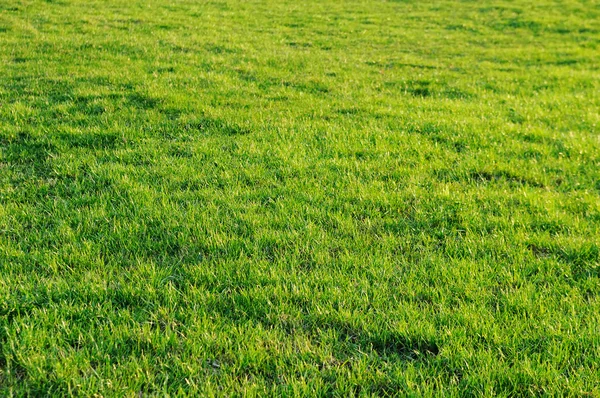 Spring meadow — Stock Photo, Image