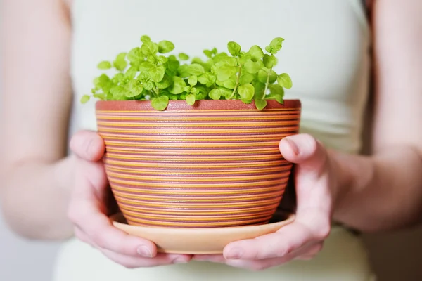 Flowerpot com brotos — Fotografia de Stock