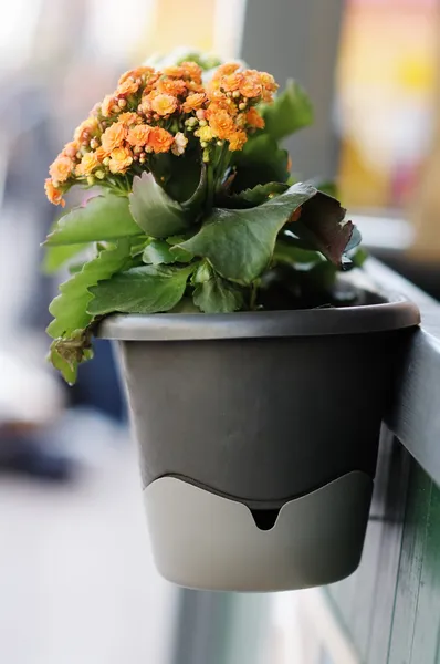Turuncu Çiçek saksı — Stok fotoğraf