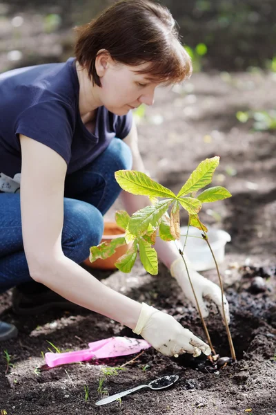 Wanita menanam bibit, fokus pada tanaman — Stok Foto