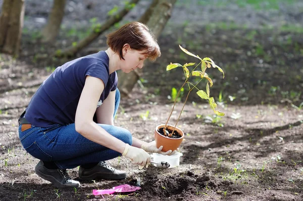 Mujer plantando plántulas jóvenes — Foto de Stock
