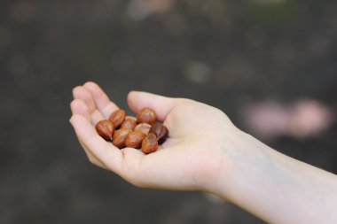 Kadının elinde fındık