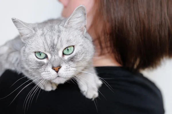 Schöne graue Katze — Stockfoto