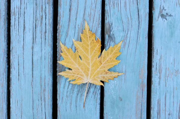 Mooie herfst esdoornblad — Stockfoto