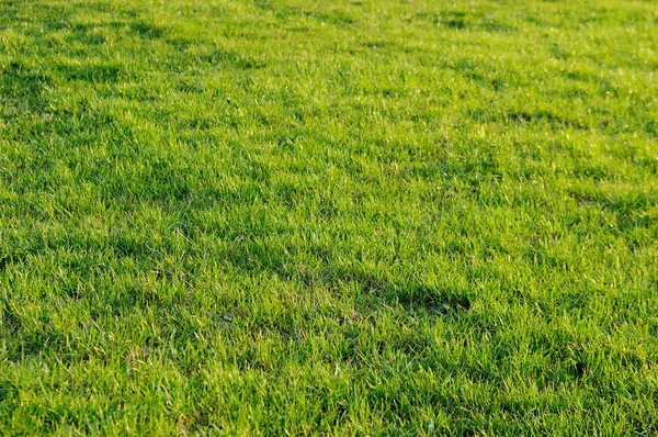 Frisches grünes Gras — Stockfoto