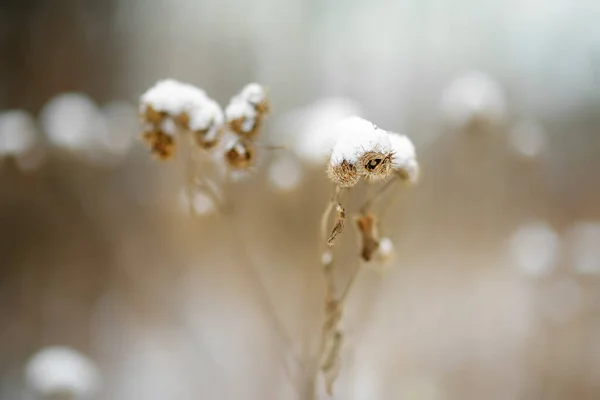 Kurutulmuş Burdock Taze Ilk Karı Kaplamış Sonbaharın Sonunda Kışın Başında — Stok fotoğraf