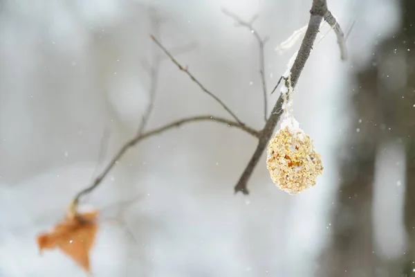 Homemade Cookie Made Seeds Cereals Tree Branch Birds Care Animals — Stock Photo, Image