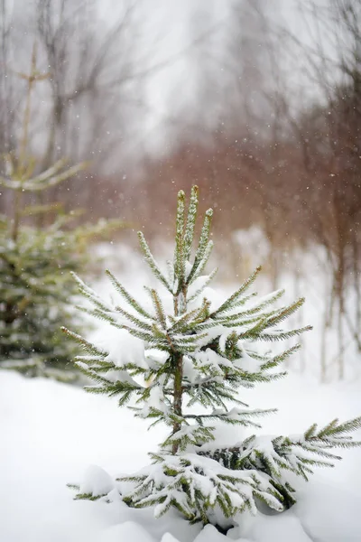 Pequeno Abeto Nevado Floresta Inverno Floresta Abetos Árvore Natal — Fotografia de Stock