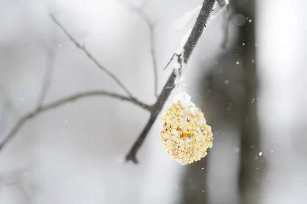 Homemade Cookie Made Seeds Cereals Tree Branch Birds Care Animals — Stock Photo, Image