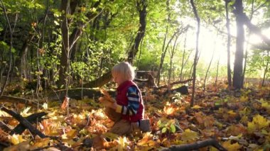 Küçük çocuk sonbahar sarısı ve kırmızı yaprakları topluyor. Anaokulu öğrencisi güneşli sonbahar gününde ormanda gezinti yaparken eğleniyor. Doğada aktif aile zamanı. Küçük çocuklarla yürüyüş. Yapraklar hışırdıyor.