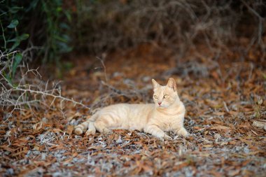 Wild cat peach color in Cyprus. Cats are one of the attractions of Cyprus. Homeless animals.