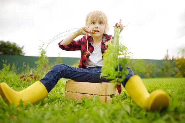 Šťastný Chlapeček Pomáhá Rodině Sklízet Ekologickou Domácí Zeleninu Dvorku Farmy — Stock fotografie