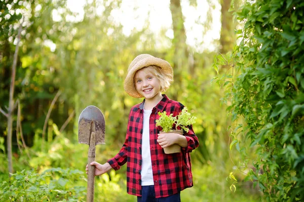 Malý Chlapec Drží Sazenice Salátu Květináčích Lopaty Domácí Zahradě Letní — Stock fotografie