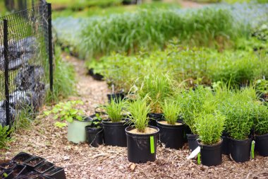 Mutfak bahçesi. Sebze bahçesinde bitkileri olan saksılar. Bebek, çocuklar ve yaşlı kasaba halkı için bahçıvanlık dersleri. Bitki yetiştirme. Grup bahçıvanlığı.