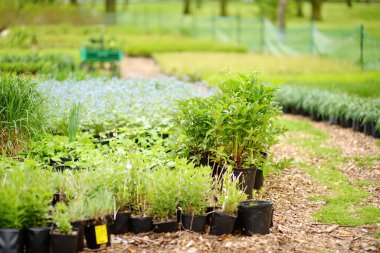 Mutfak bahçesi. Sebze bahçesinde bitkileri olan saksılar. Bebek, çocuklar ve yaşlı kasaba halkı için bahçıvanlık dersleri. Bitki yetiştirme. Grup bahçıvanlığı.