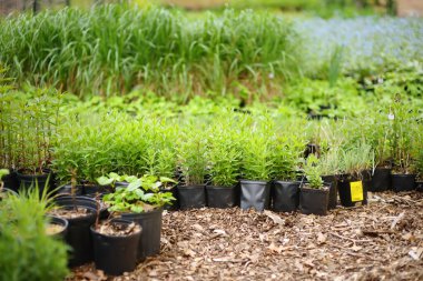 Mutfak bahçesi. Sebze bahçesinde bitkileri olan saksılar. Bebek, çocuklar ve yaşlı kasaba halkı için bahçıvanlık dersleri. Bitki yetiştirme. Grup bahçıvanlığı.