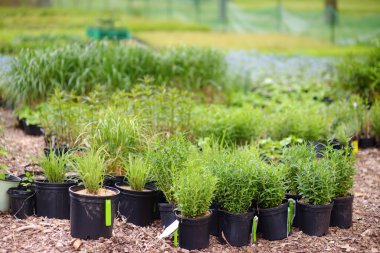 Mutfak bahçesi. Sebze bahçesinde bitkileri olan saksılar. Bebek, çocuklar ve yaşlı kasaba halkı için bahçıvanlık dersleri. Bitki yetiştirme. Grup bahçıvanlığı.