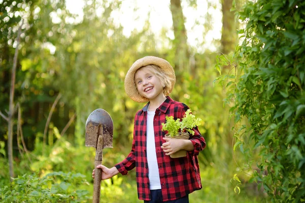 Malý Chlapec Drží Sazenice Salátu Květináčích Lopaty Domácí Zahradě Letní — Stock fotografie