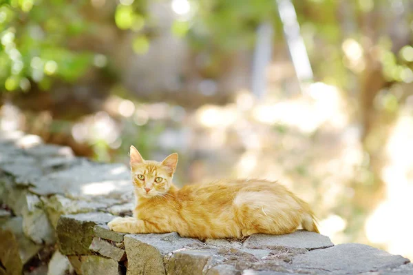 Dziki Kot Ulicach Średniowiecznej Wioski Phicardou Fikardou Cypr Piękna Wioska — Zdjęcie stockowe
