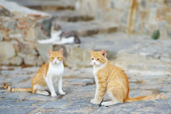 키프로스 피카르 피카르 마을의 거리에 고양이들 아름다운 마을은 기념물을 선언했습니다 — 스톡 사진