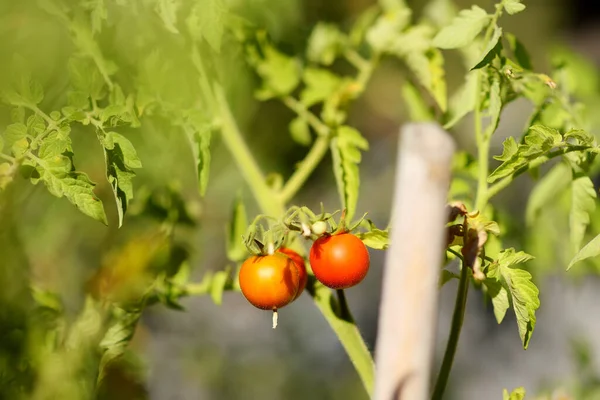 Färska Röda Tomater Plantan Friska Hemlagad Vegetarisk Mat För Försäljning — Stockfoto