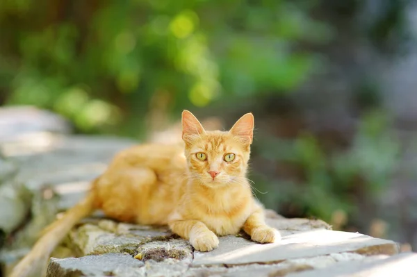 Gato Salvaje Las Calles Del Pueblo Medieval Phicardou Fikardou Chipre — Foto de Stock