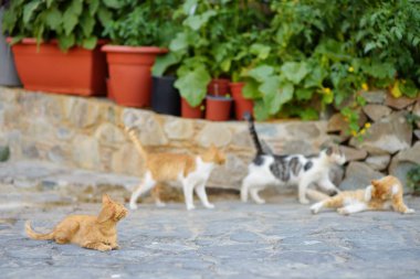 Kıbrıs Rum Kesimi 'nin ortaçağ Phicardou (Fikardou) köyünün sokaklarındaki vahşi kediler. Bu güzel köy Antik Anıt ilan etti. Kediler Kıbrıs 'ın cazibelerinden biridir. Evsiz hayvanlar.