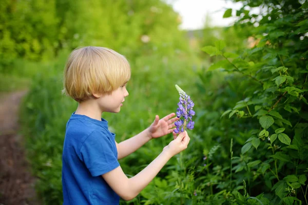 かわいい就学前の男の子は夏の日にフィールドでラインの花を賞賛しています 魅力的な子供は自然を探索している — ストック写真