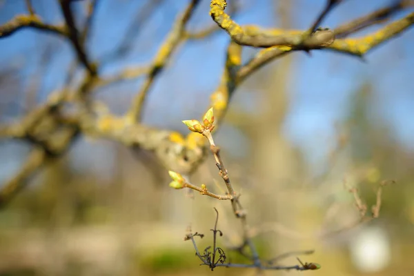 Swollen Buds Tree Branch Background Blue Sky Early Spring Day — Stock Photo, Image