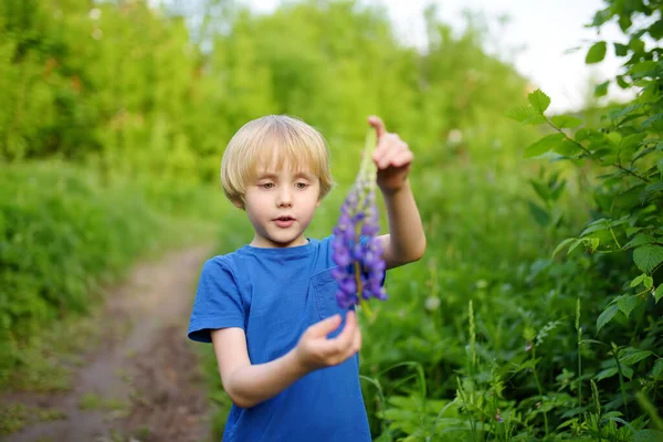 Cute Preschooler Boy Admiring Lupine Flowers Field Summer Day Charming — Stock Photo, Image