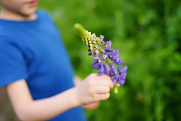Roztomilý Předškolák Obdivuje Vlčí Květiny Poli Letní Den Okouzlující Dítě — Stock fotografie