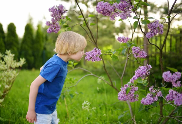 Malý Blonďatý Hoch Užije Kvetoucí Šeřík Domácí Zahradě Teplém Dni — Stock fotografie