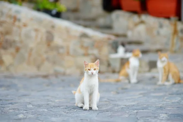 Kıbrıs Rum Kesimi Nin Ortaçağ Phicardou Fikardou Köyünün Sokaklarındaki Vahşi — Stok fotoğraf