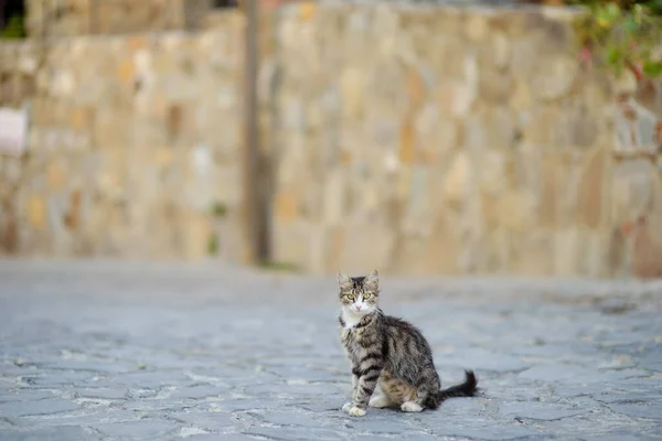 Dzikie Koty Ulicach Średniowiecznej Wioski Phicardou Fikardou Cypr Piękna Wioska — Zdjęcie stockowe