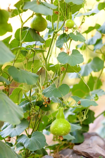 Courge Musquée Fraîche Dans Jardin Ferme Cucurbita Moschata Aliments Végétariens — Photo