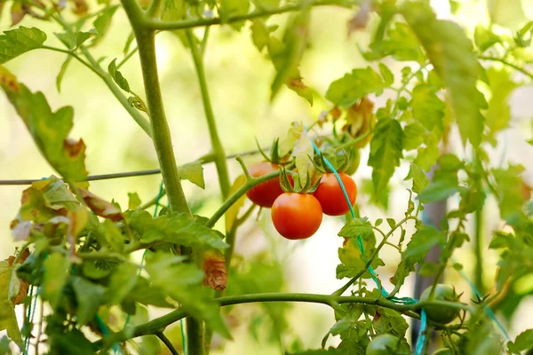 Tomates Rouges Fraîches Sur Plante Aliments Végétariens Maison Sains Pour — Photo