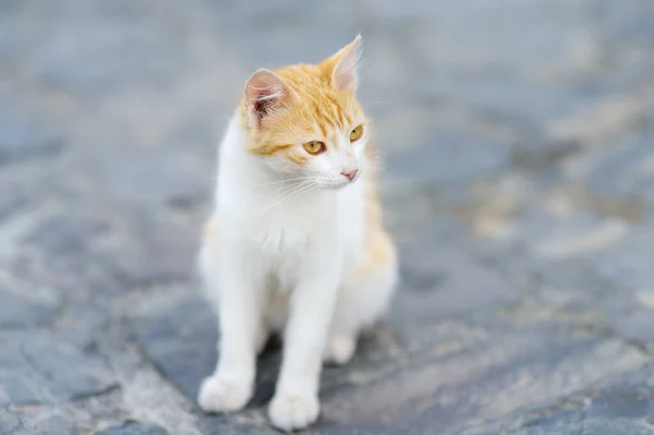 塞浦路斯中世纪菲卡杜 Fikardou 村街上的野猫 这个美丽的村庄被宣布为古迹 猫是塞浦路斯的吸引力之一 无家可归的动物 — 图库照片