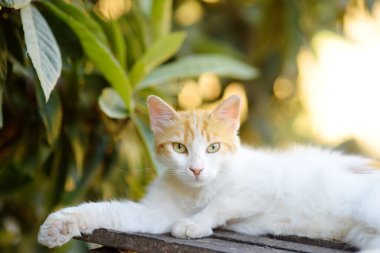 Kıbrıs Rum Kesimi 'nin ortaçağ Phicardou (Fikardou) köyünün sokaklarındaki vahşi kedi. Bu güzel köy Antik Anıt ilan etti. Kediler Kıbrıs 'ın cazibelerinden biridir. Evsiz hayvanlar.