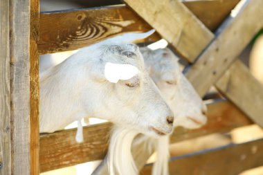 Açık havada evcil hayvan çiftliği. Ahşap ağıldaki keçiler. Evcil hayvanların incelenmesi. Okul tatilinde çocuklar için eğlence. Şehir eğreltiotu.