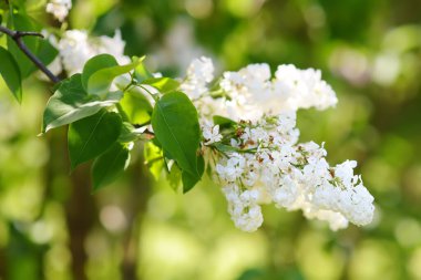 Bahar günü evcil bahçede çiçek açan leylak kokusu. Çiçek açma zamanı çocuklarda mevsimsel alerji yapar. Beyaz, pembe, mor ve mavi leylak.