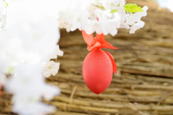Γκρο Πλαν Φωτογραφία Κόκκινου Πασχαλινού Αυγού Κρεμασμένου Κλαδί Ανθισμένης Μηλιάς — Φωτογραφία Αρχείου