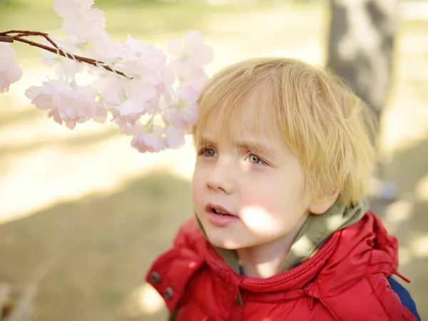 Cute Little Boy Patrząc Gałąź Kwitnącego Jabłoni Podczas Tradycyjnych Outdoors — Zdjęcie stockowe