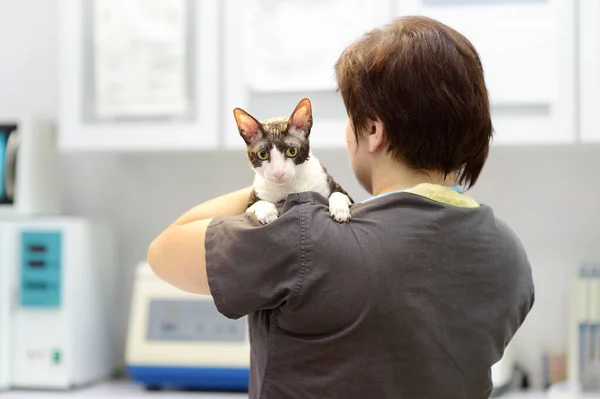 Veterinarian examines a cat of a Cornish Rex breed at veterinary clinic. Health of pet. Care animal. Pet checkup, tests and vaccination.