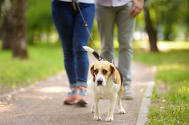 Yaz parkında Beagle köpeği olan genç bir çift. Sahibi emirler yağdıran itaatkar bir hayvan. Sevimli hayvan.