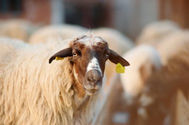 Çiftlikte ağılda kulaklarında etiket olan koyunlar. Yün üretimi. Biyo organik sağlıklı gıda üretimi. Çiftlik hayvanı yetiştirmek tarımın geleneksel bir yoludur. Hayvancılık..