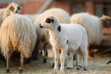Çiftlikte ağıldaki koyunların arka planında küçük bir kuzu. Yün üretimi. Biyo organik sağlıklı gıda üretimi. Çiftlik hayvanı yetiştirmek tarımın geleneksel bir yoludur. Hayvancılık..