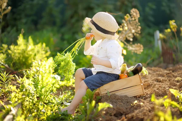 幸せな小さな男の子は 家族が農場の裏庭で有機栽培の野菜を収穫するのに役立ちます 子供は新鮮なニンジンを食べて楽しんでいます 健康的なベジタリアン料理 地元の仕事だ — ストック写真