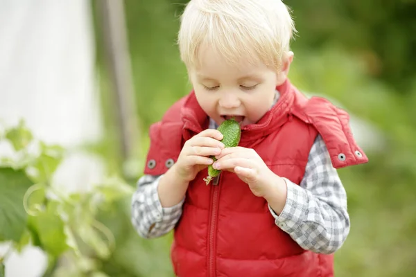 Χαριτωμένο Αγοράκι Που Τρώει Φρέσκο Βιολογικό Αγγούρι Στον Κήπο Του — Φωτογραφία Αρχείου
