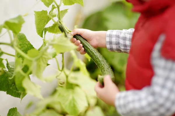 Petit Enfant Cueille Concombre Dans Jardin Pendant Récolte Dans Jardin — Photo