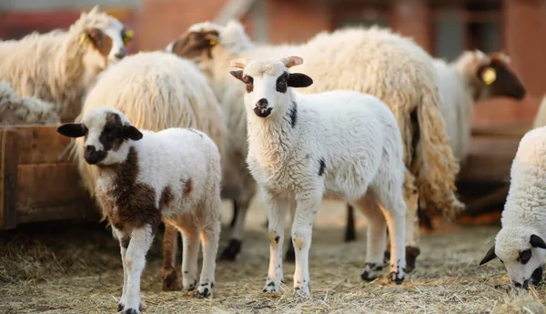 Çiftlikte ağıldaki koyunların arka planında küçük bir kuzu. Yün üretimi. Biyo organik sağlıklı gıda üretimi. Çiftlik hayvanı yetiştirmek tarımın geleneksel bir yoludur. Hayvancılık..